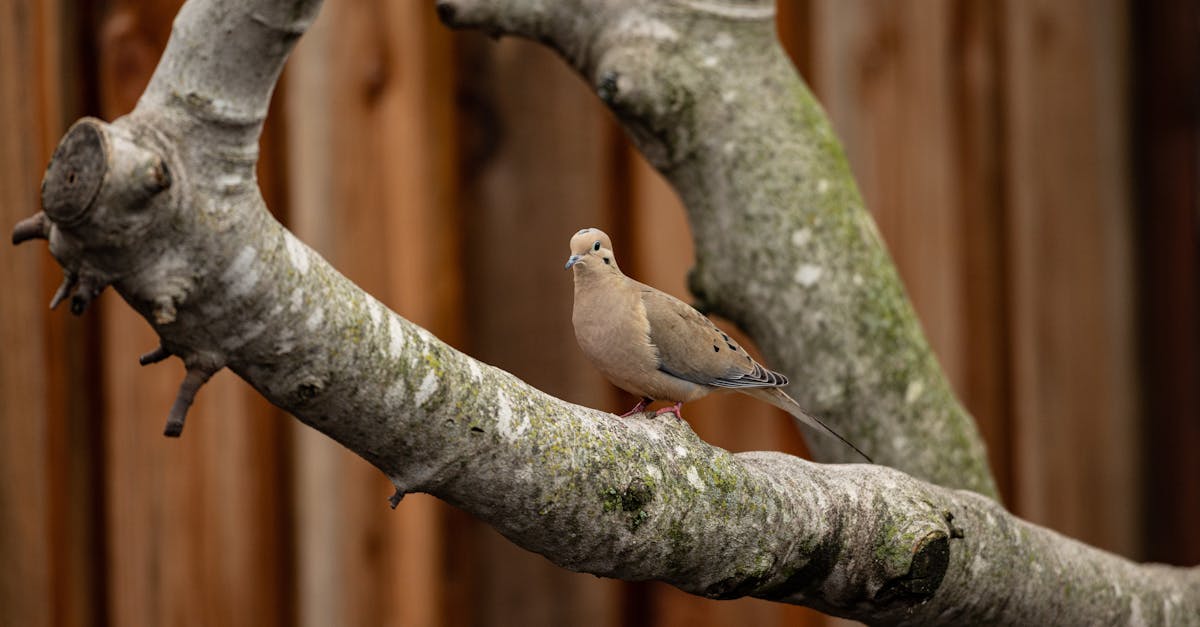 Best Times for Furniture Removal Services in Brisbane