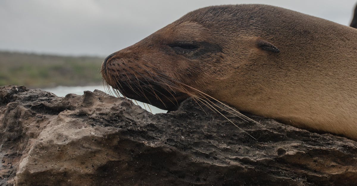 Innovations in Green Waste Collection Services