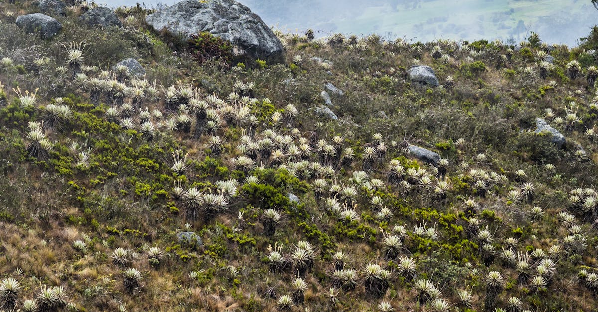 Selecting the Right Service for Furniture Disposal in Brisbane